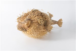 Image description is not available for 2020.1.1